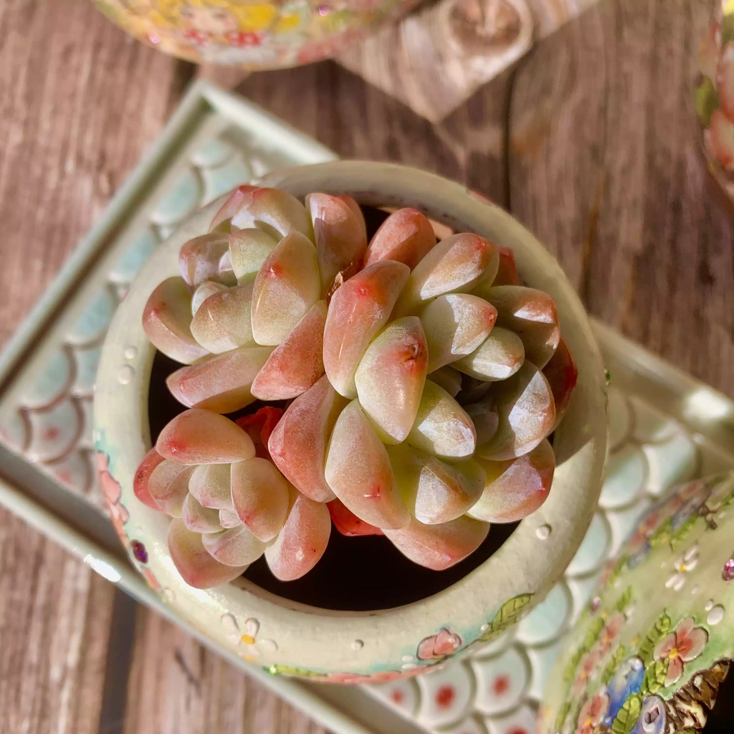 Echeveria Ice Green
