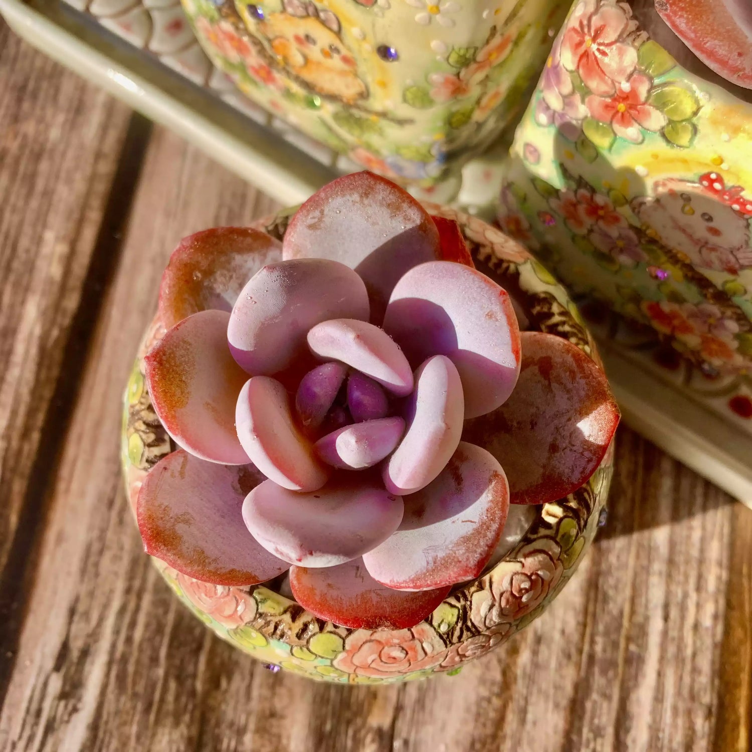 Echeveria laui