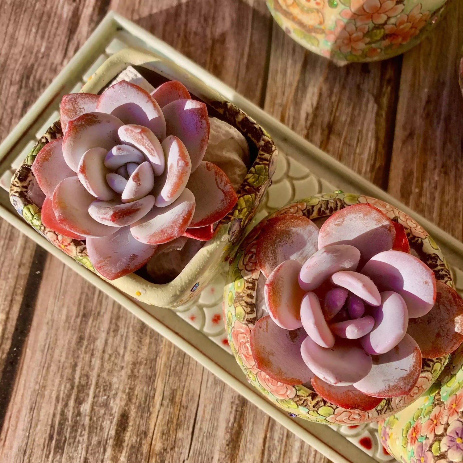 Echeveria laui