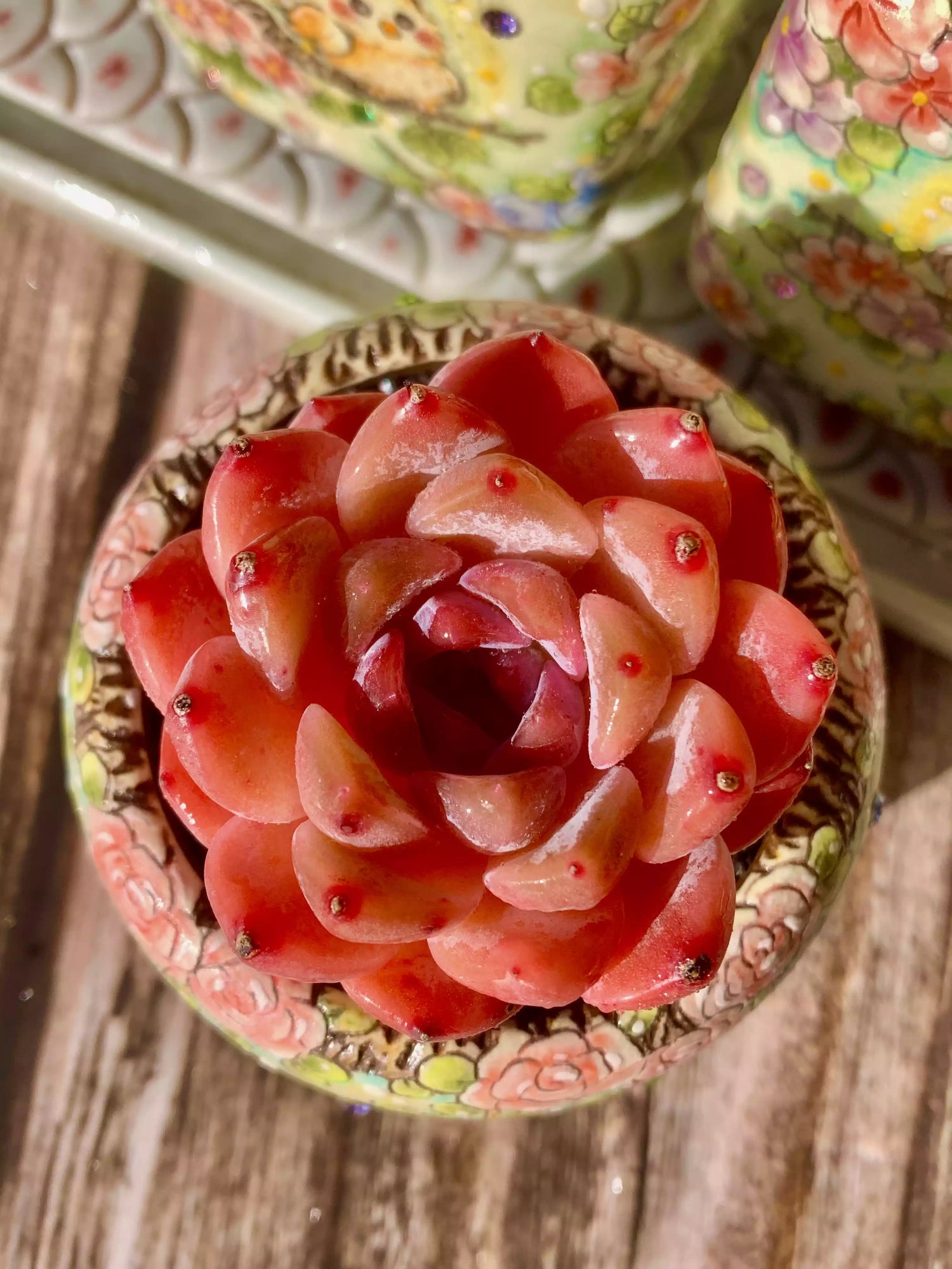 Echeveria Little Beauty