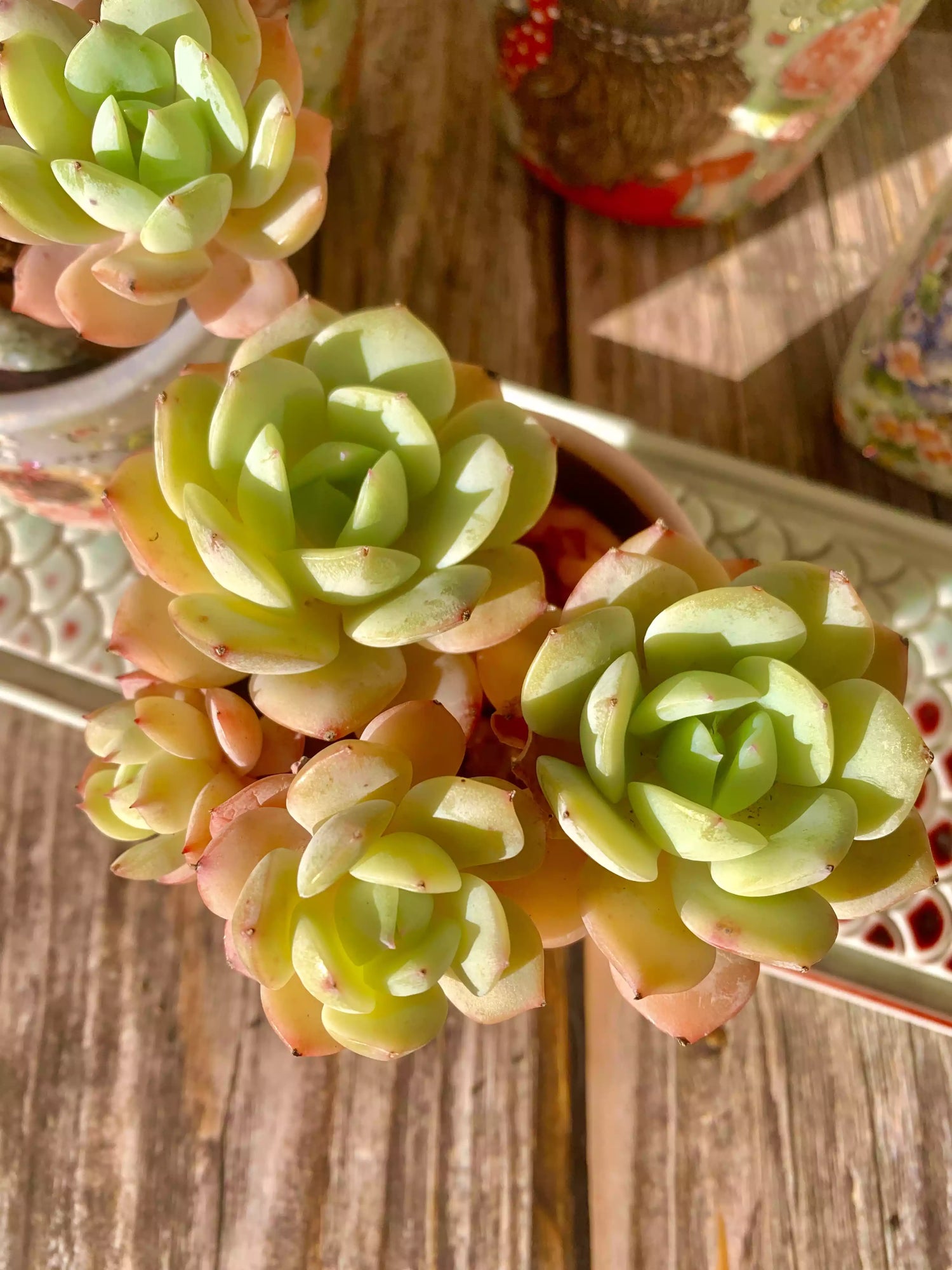 Echeveria Love Song