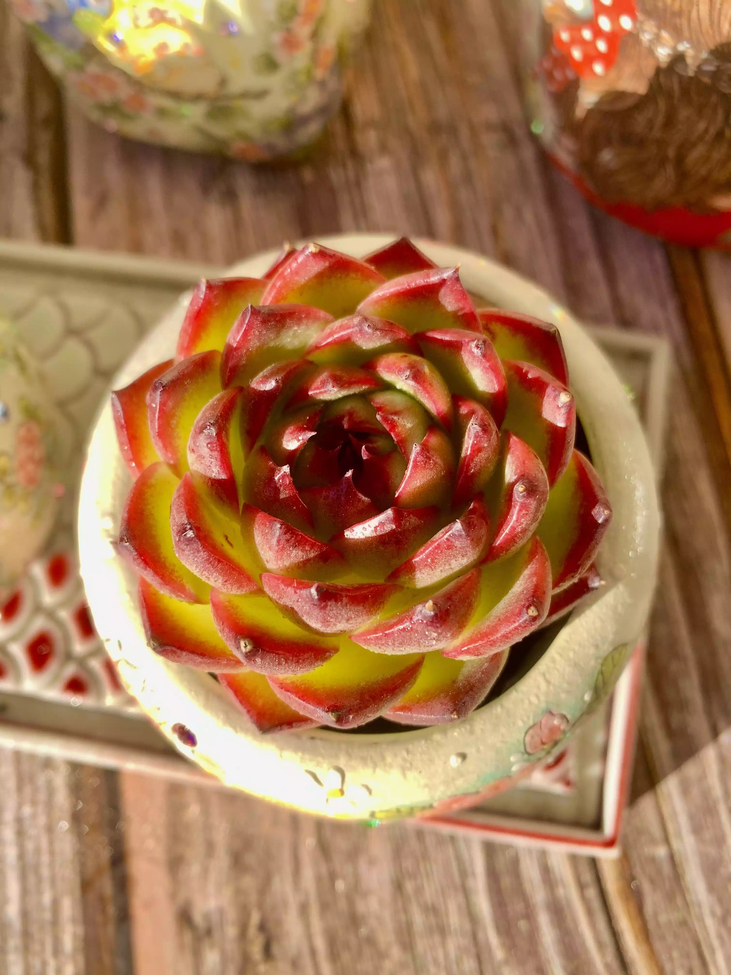Echeveria Moon Stone