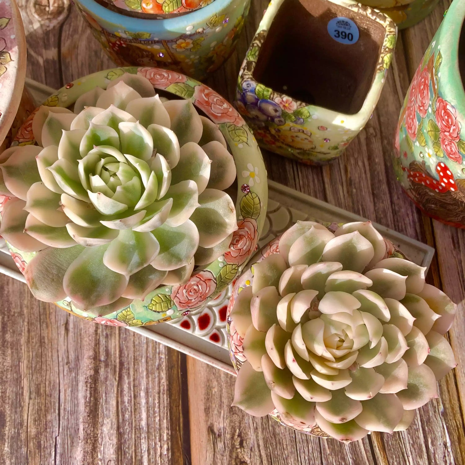 Echeveria Onslow Variegata