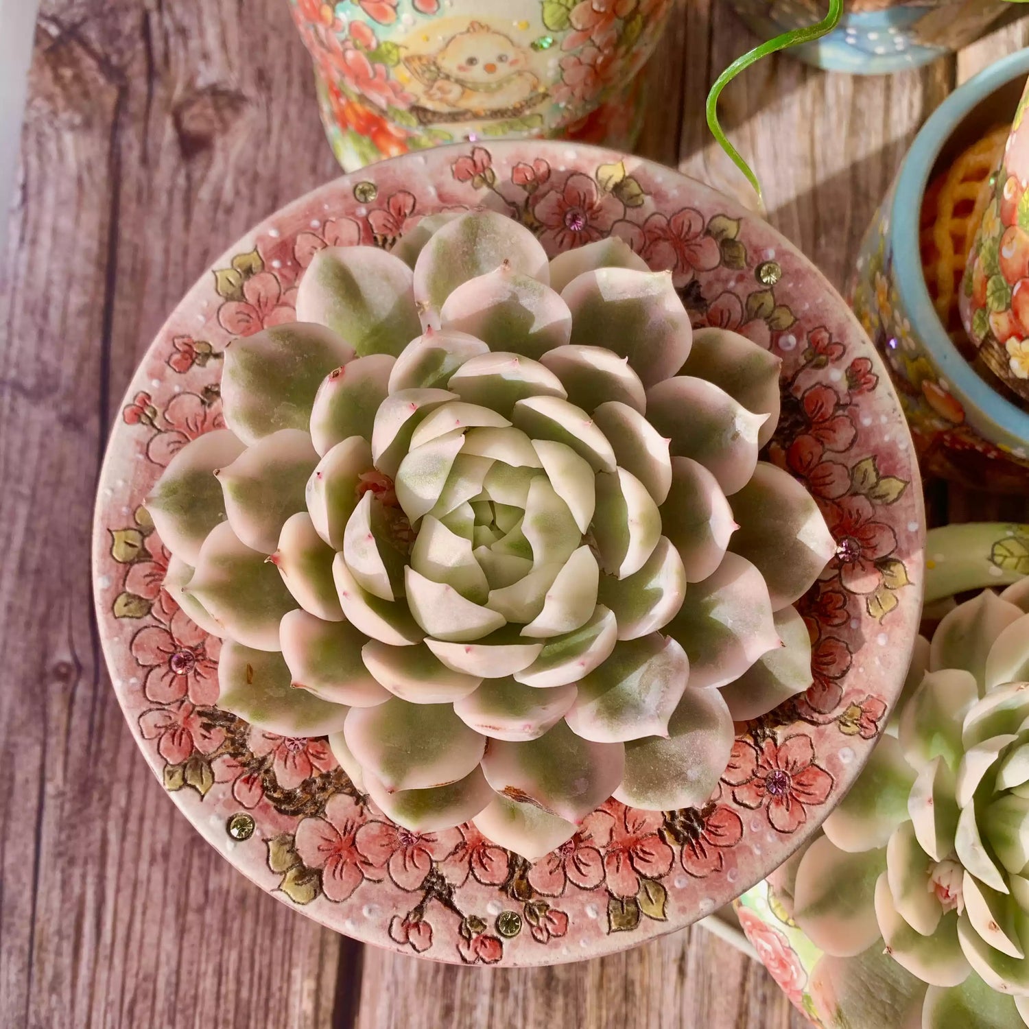 Echeveria Onslow Variegata
