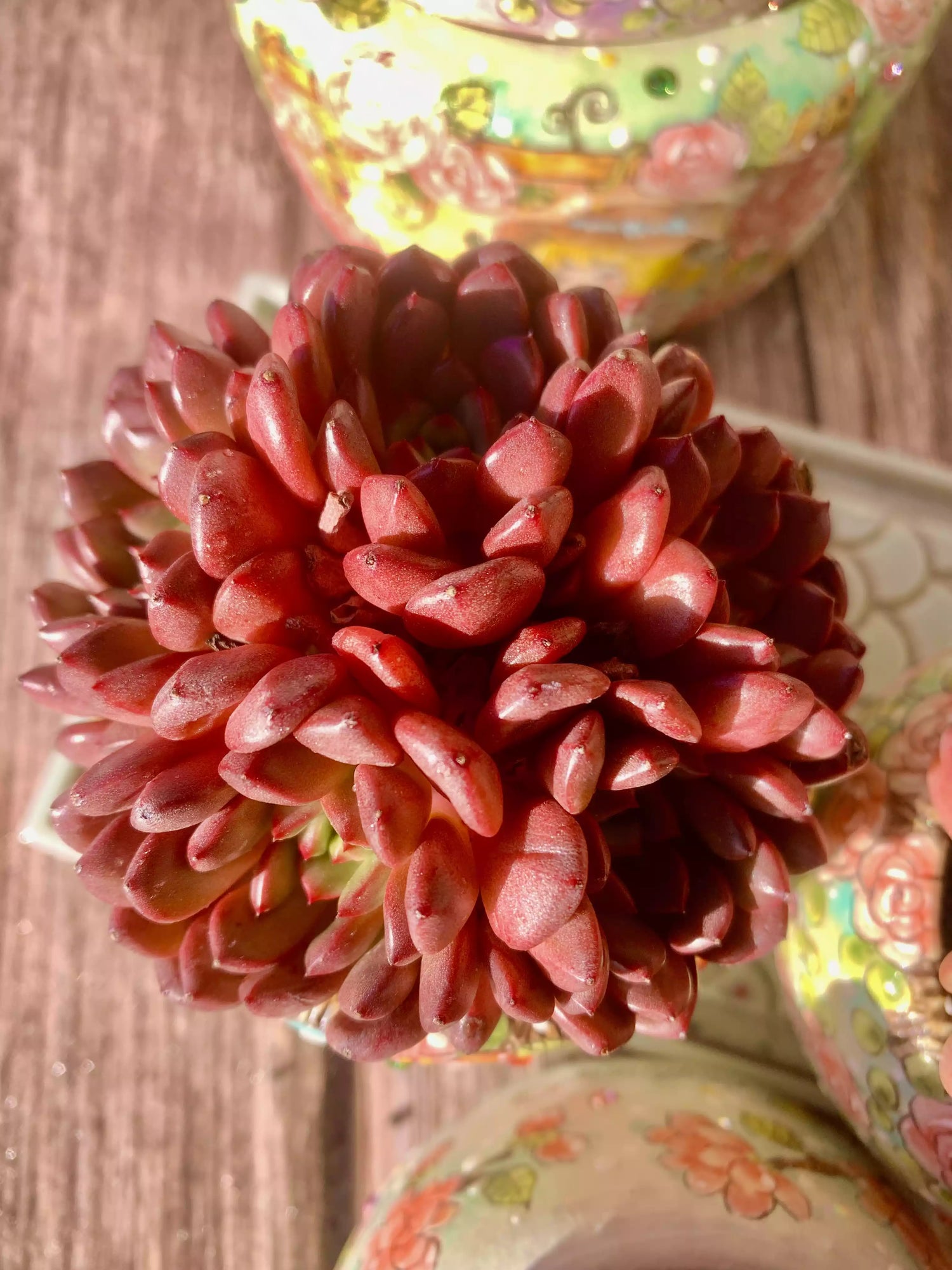 Echeveria Pink Rubby