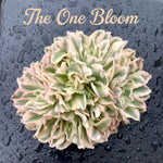 Rare Succulent Live Plant - Echeveria 'Purple Butterfly' Variegata - 5"-6" Mature Clustered Structure Specimen