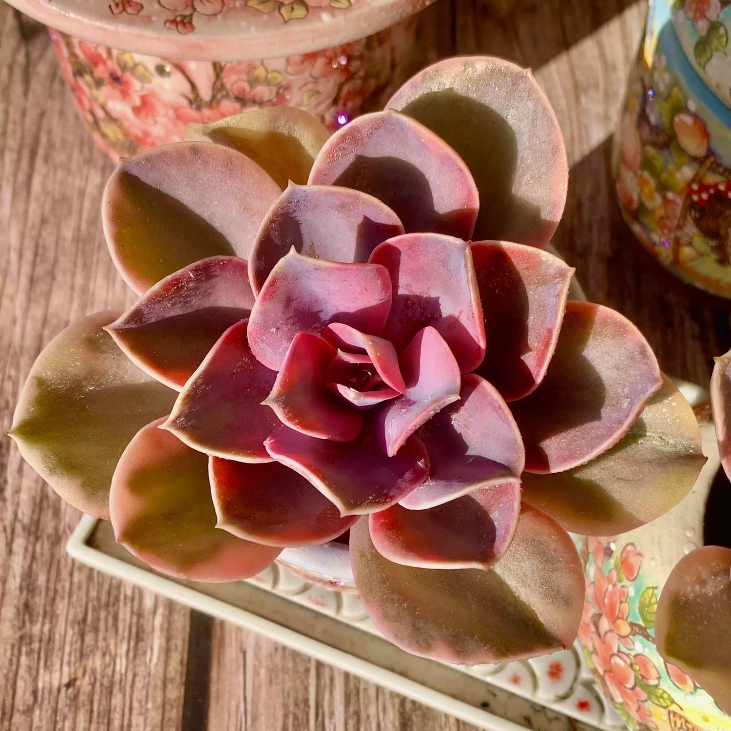 Echeveria ‘Rainbow’