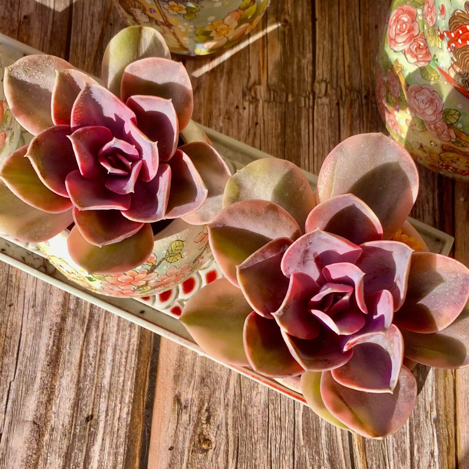 Echeveria ‘Rainbow’
