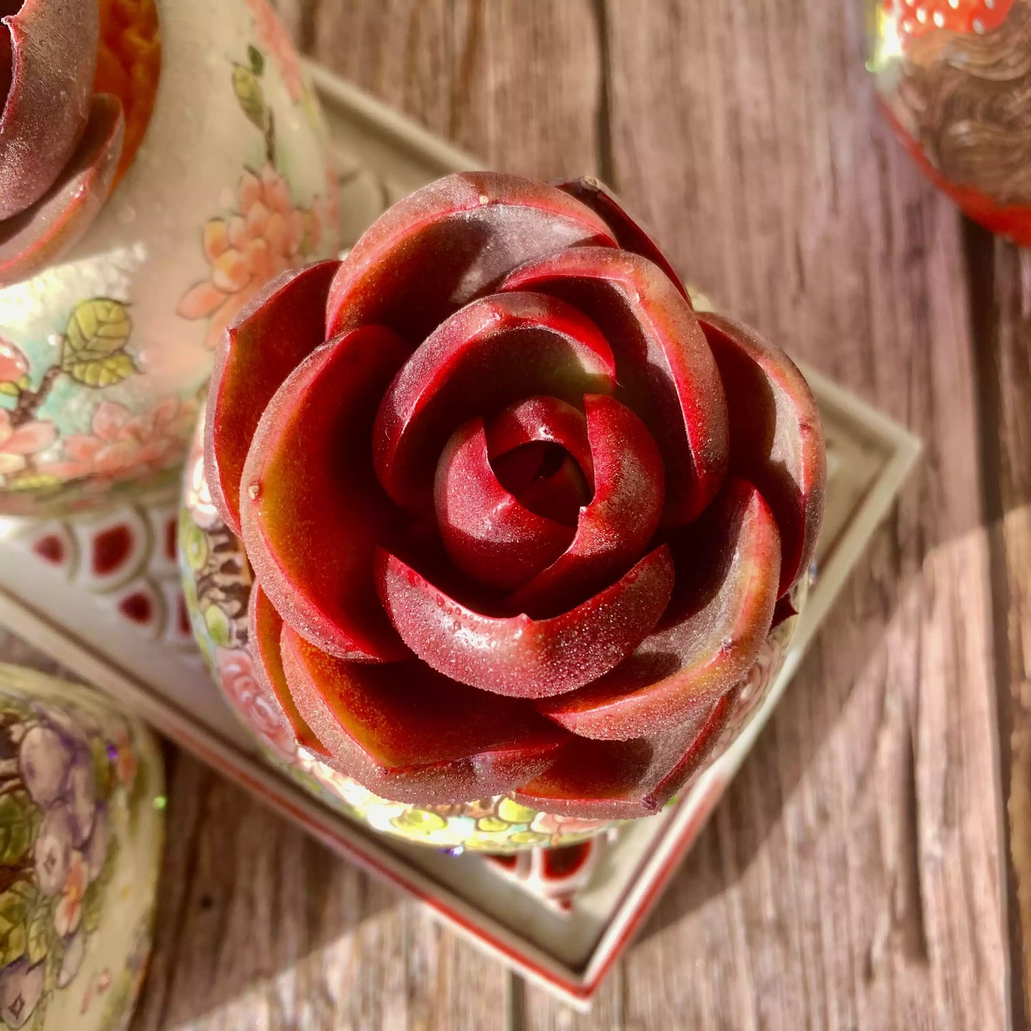 Echeveria Red Lantern