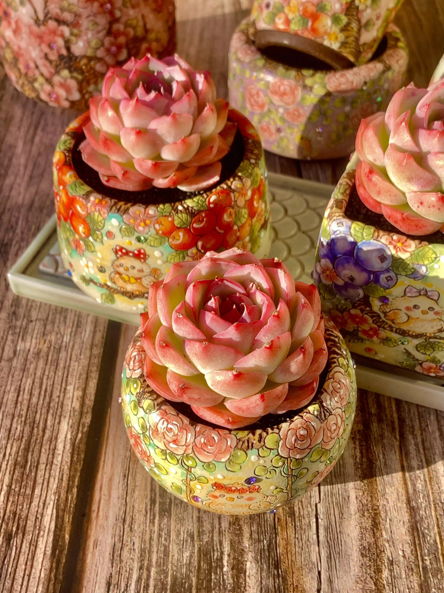 Echeveria Silhouette