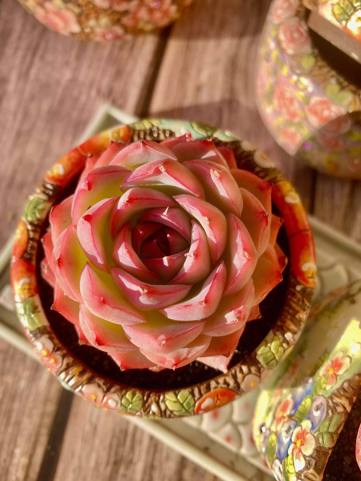 Echeveria Silhouette
