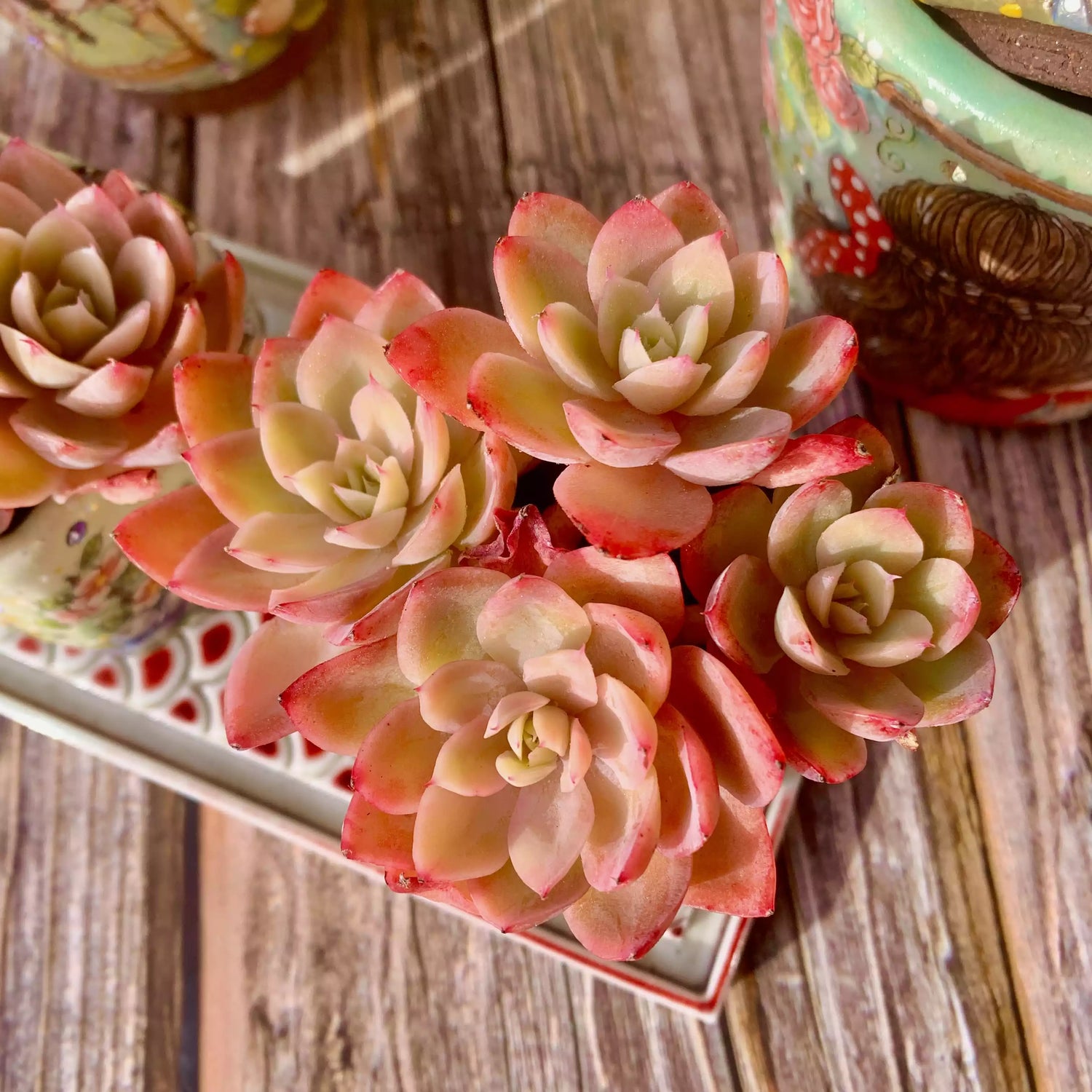 Echeveria Silk Veil