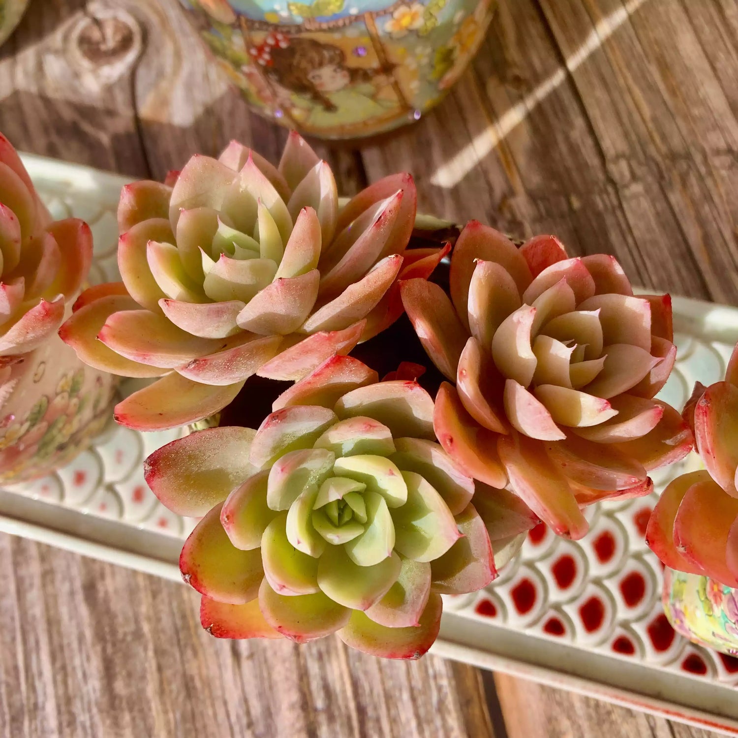 Echeveria Silk Veil