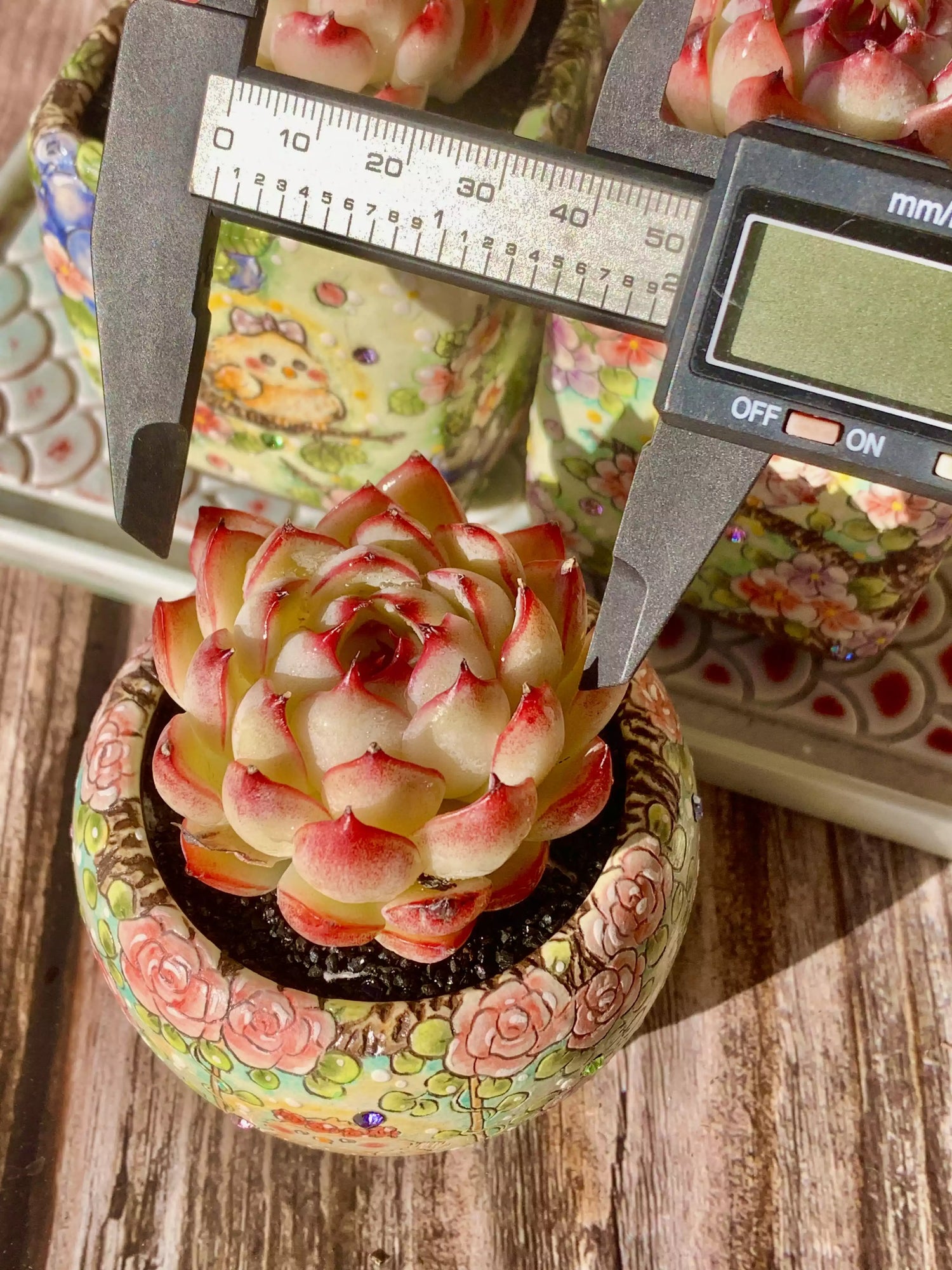 Echeveria Soul Fairy