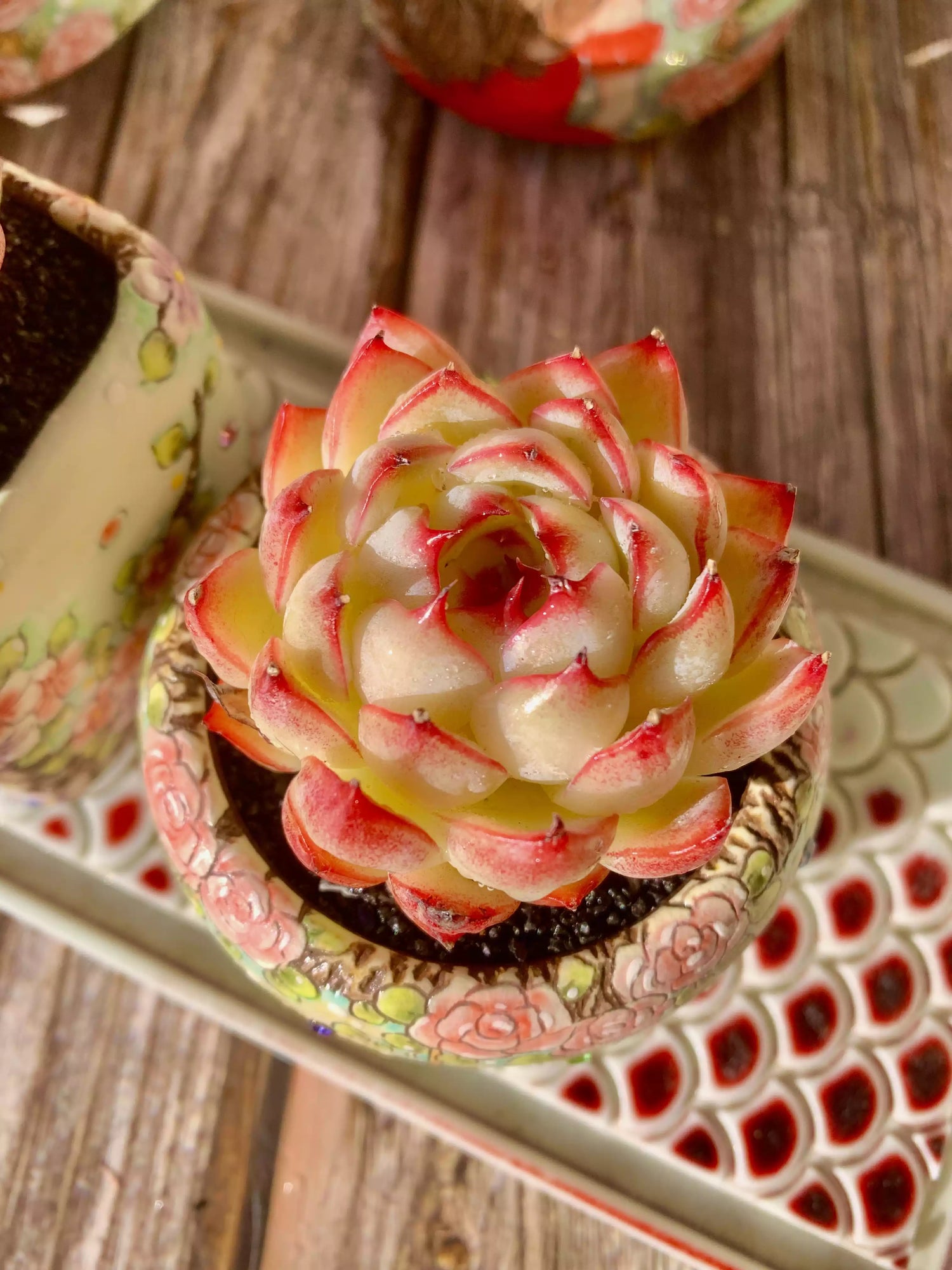 Echeveria Soul Fairy