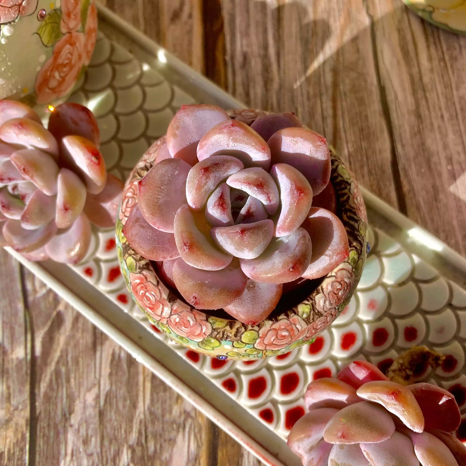 Echeveria Star Snow
