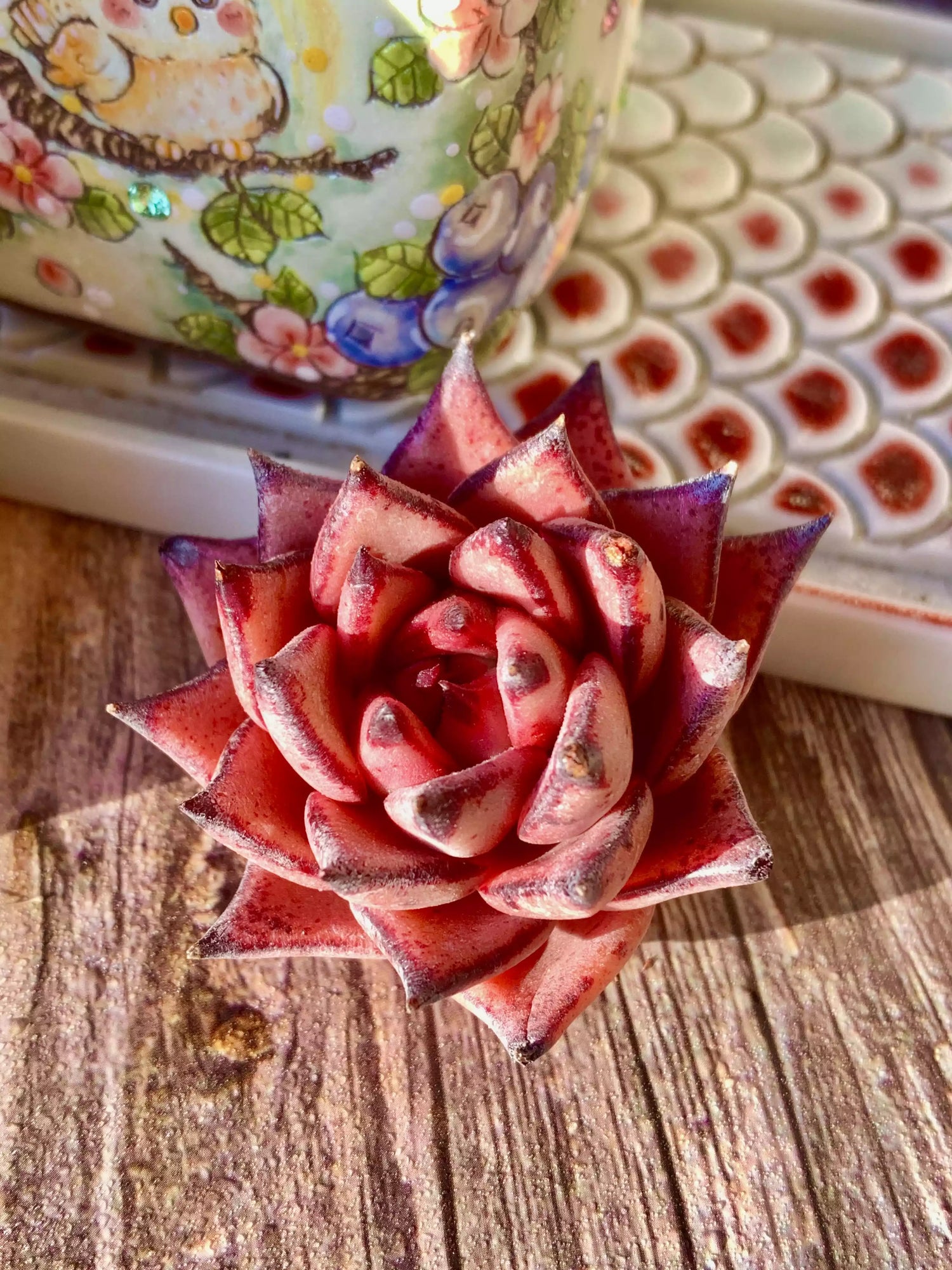 Echeveria agavoides Romeo