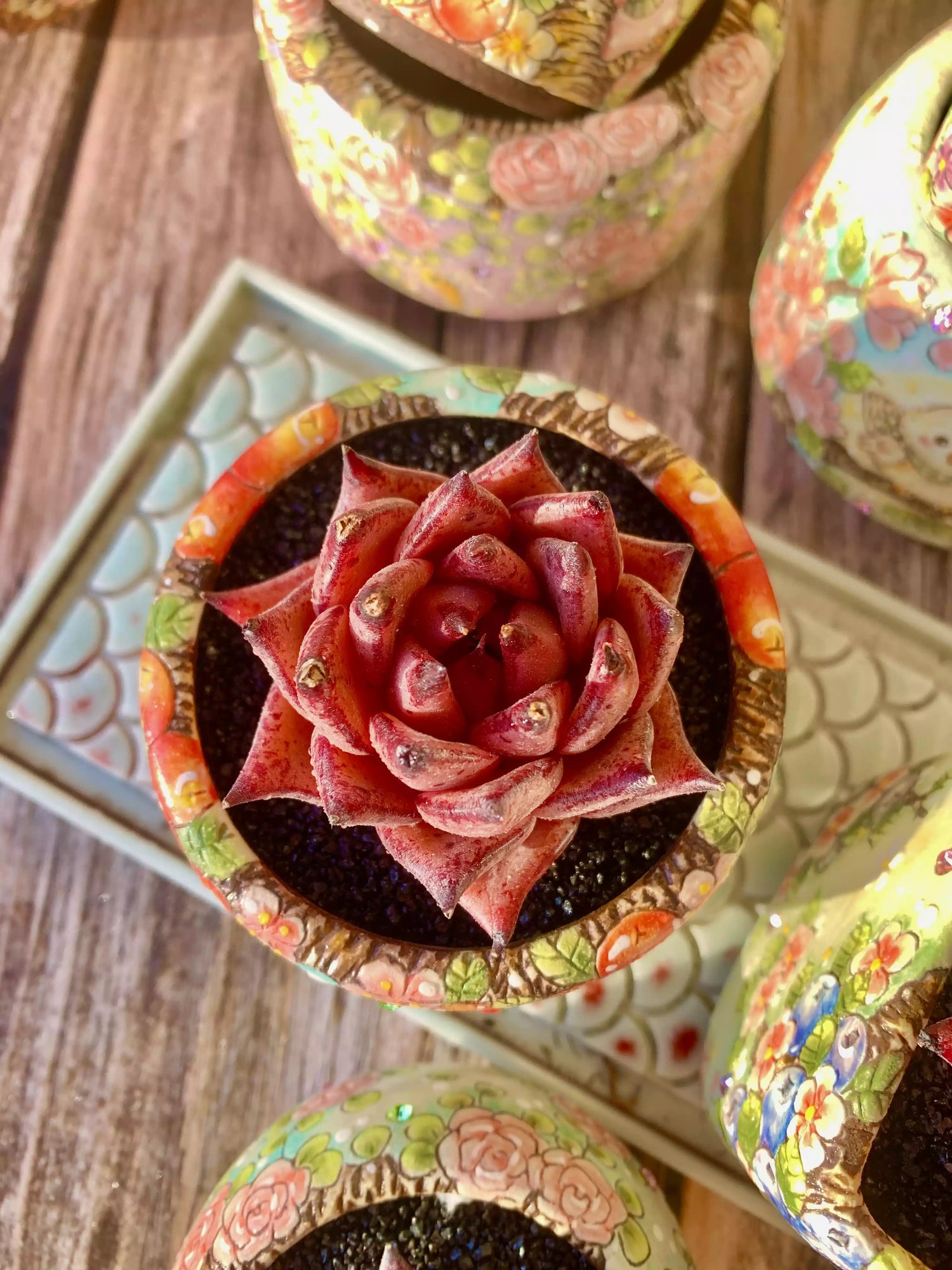 Echeveria agavoides Romeo
