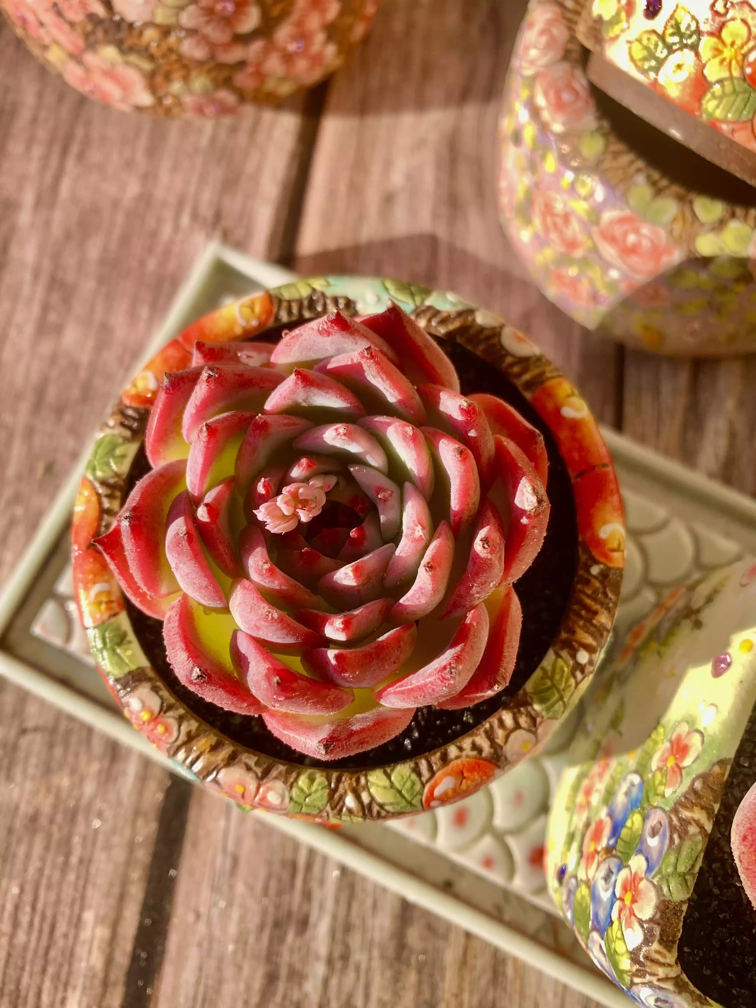 Echeveria chihuahuaensis