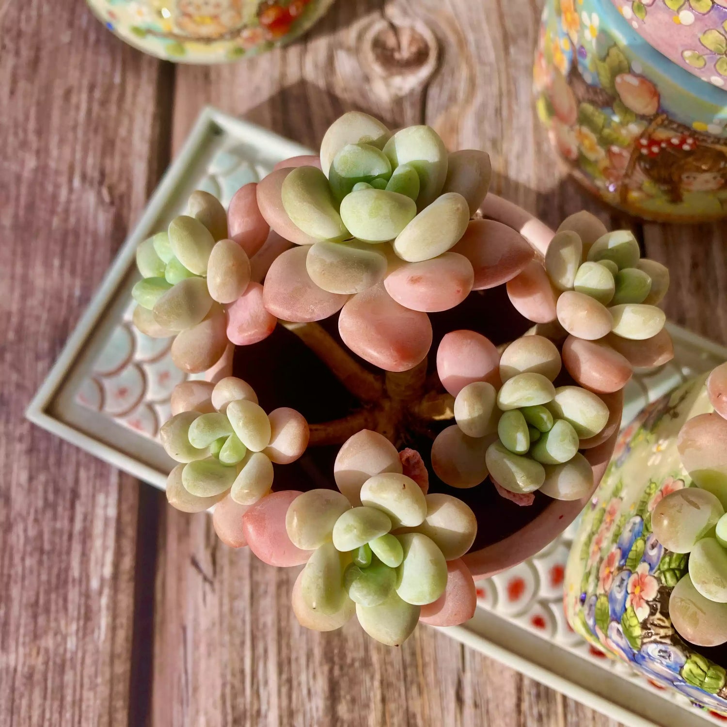 Graptosedum Miul