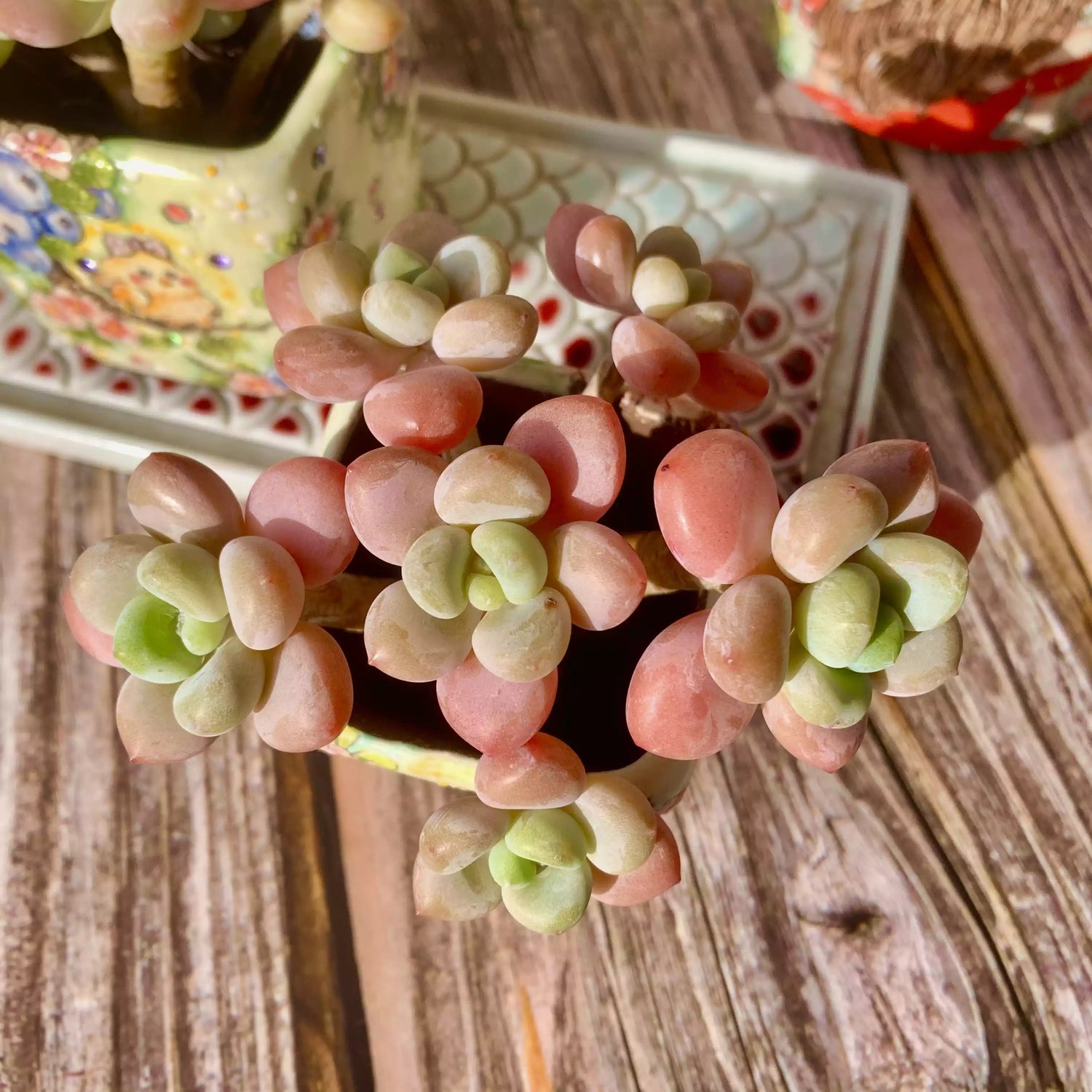 Graptosedum Miul