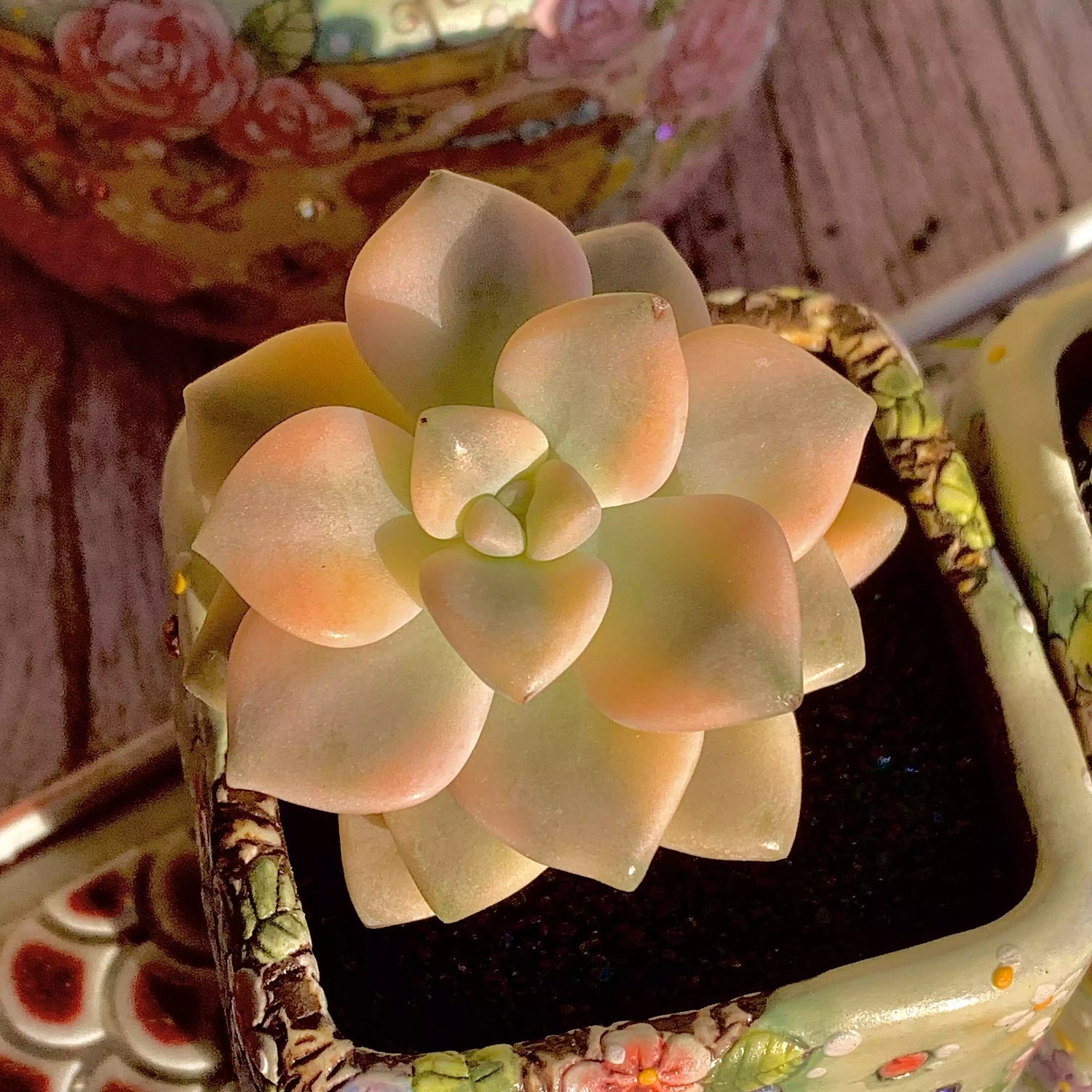 Graptoveria paraguayense bernalense variegatarare (de una sola cabeza)