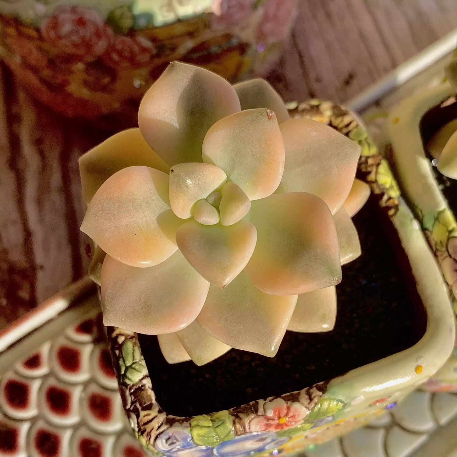 Graptoveria paraguayense bernalense variegatarare(Single-headed)