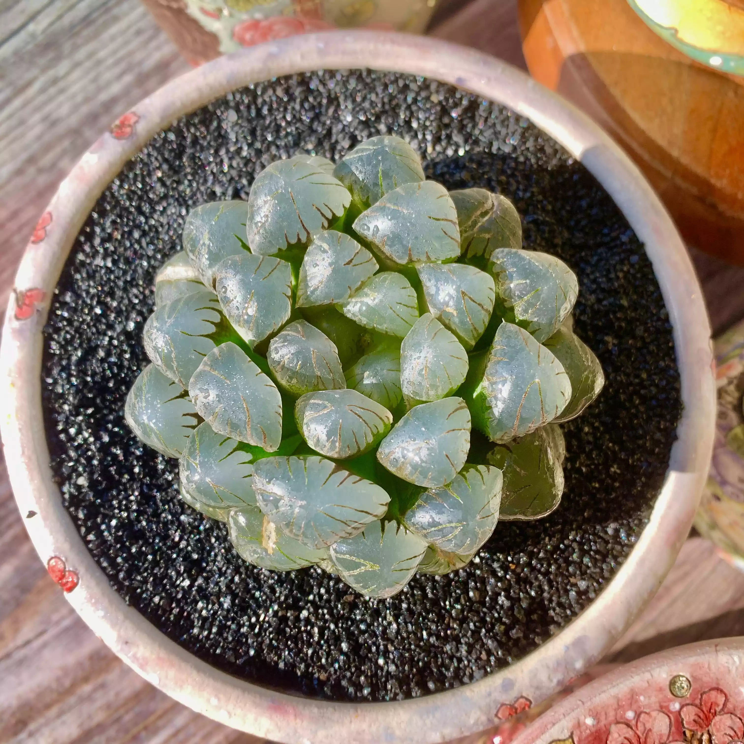 ice lantern succulent Haworthia Cooperi Ice Lantern