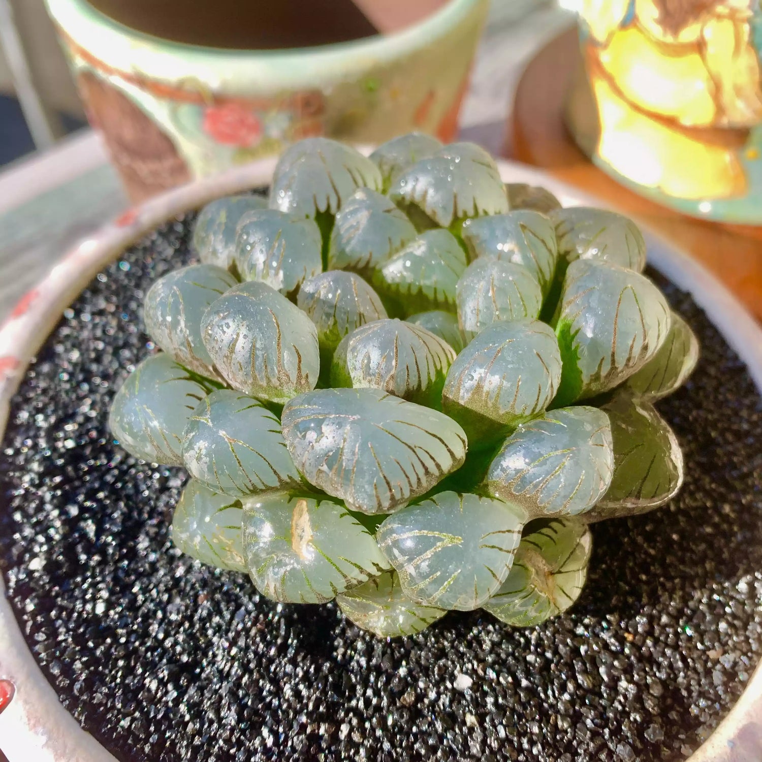 Haworthia Cooperi Ice Lantern