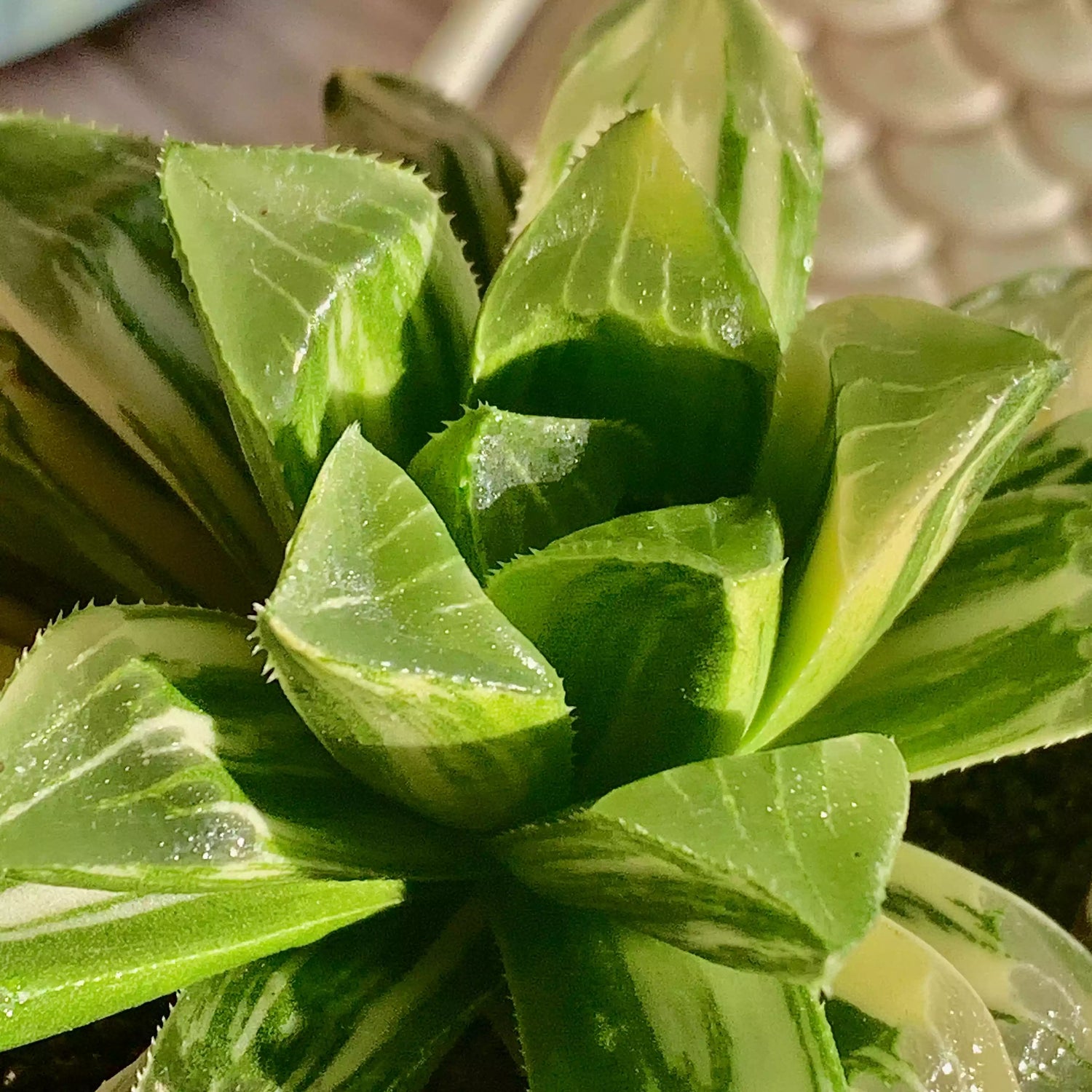 Haworthia heidelbergensis
