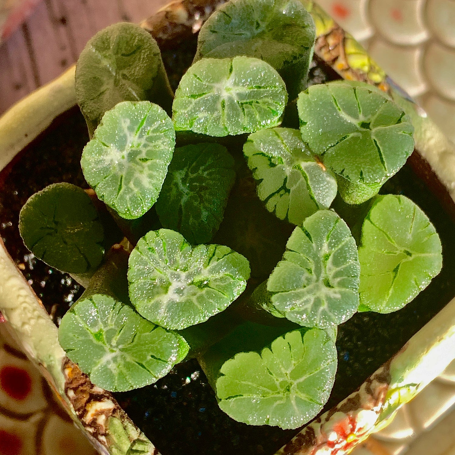 Haworthia maughanii