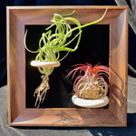 Air plant pairs( 6 inches)