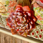 Echeveria Pink Peony (Jade Hibiscus)