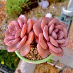 Boutique Big Rare Succulents/Echeveria Cream Tea 2 Heads 5"/What You See is What You Get/Bare Root Without Soil Pot/Plants Gifts
