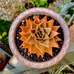 Boutique Big Rare Succulents/Echeveria Agavoides Variegated 3.5"/What You See is What You Get/Bare Root Without Soil Pot/Plants Gifts