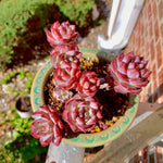 Boutique Big Rare Succulents/Echeveria Blue Bird /What You See is What You Get/Bare Root Without Soil Pot/Plants Gifts