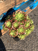 Aeonium ‘shaohua’ Succulent Plant – What You See is What You Get/Bare Root Without Soil Pot/Plants Gifts