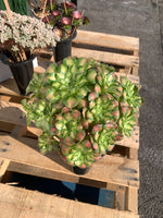 Aeonium ‘shaohua’ Succulent Plant – Rare Sculptural Rosette, Bare Root, Easy Care Indoor & Outdoor Plant