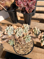 Sedum ‘Daisy Frost’ Crested Succulent –What You See is What You Get/Bare Root Without Soil Pot/Plants Gifts