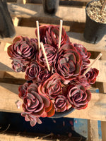 Boutique Rare Succulents/Echeveria Sunyan"/What You See is What You Get/Bare Root Without Soil Pot/Plants Gifts