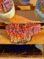 2512-012 Boutique Rare Succulents/Echeveria Orange Monroe Crested/What You See is What You Get/Bare Root Without Soil Pot/Plants Gifts