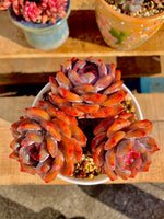 2512-022 Boutique Rare Succulents/Echeveria Orange Monroe Cluster /What You See is What You Get/Bare Root Without Soil Pot/Plants Gifts