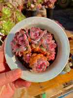 2512-054 Echeveria Orange Monroe Rare Succulent | Live Plant WYSIWYG | Bare Root No Soil No Pot | Succulent Gift
