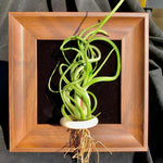 Tillandsia Caput - Medusae (4 inches)