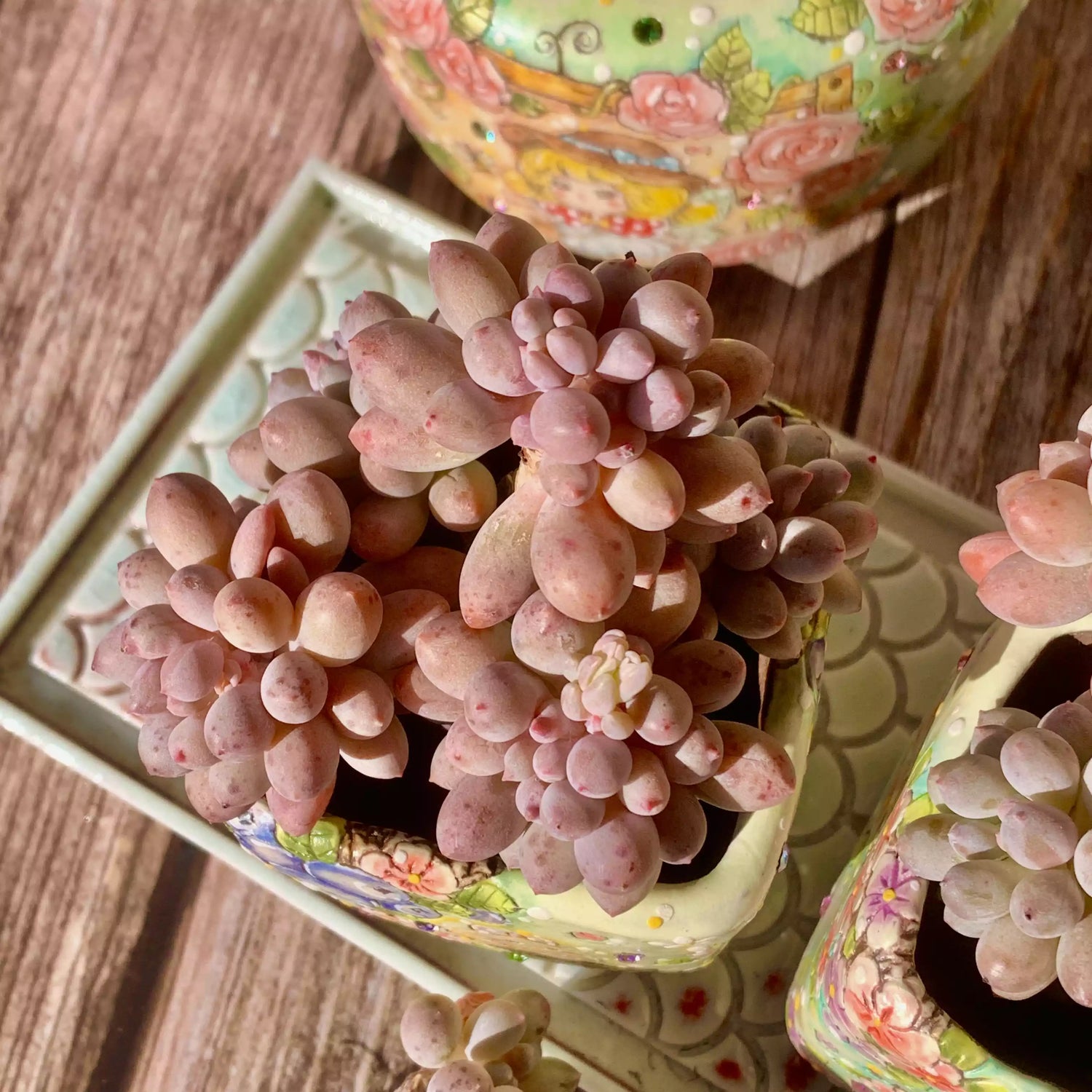 Dedos de bebé de Pachyphytum