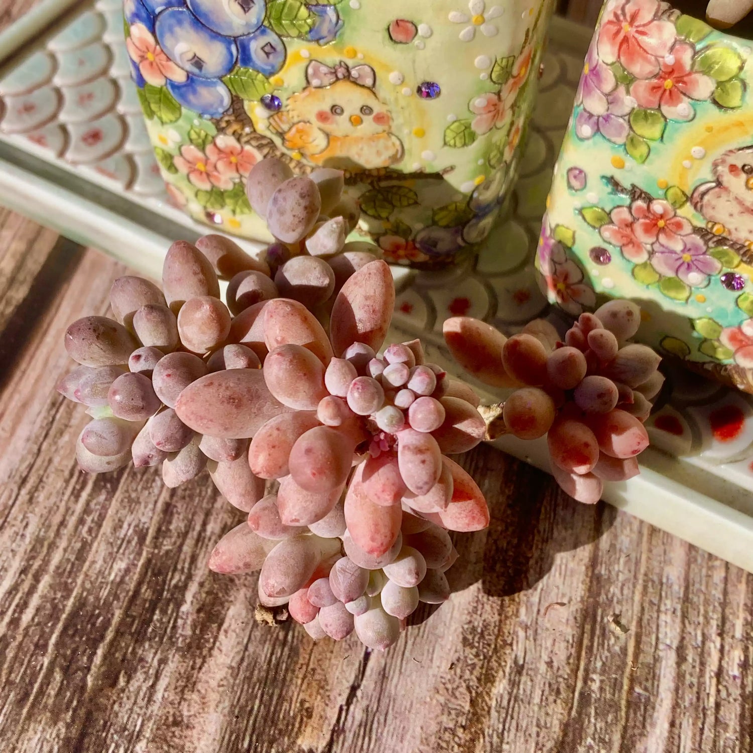 Pachyphytum Baby Fingers