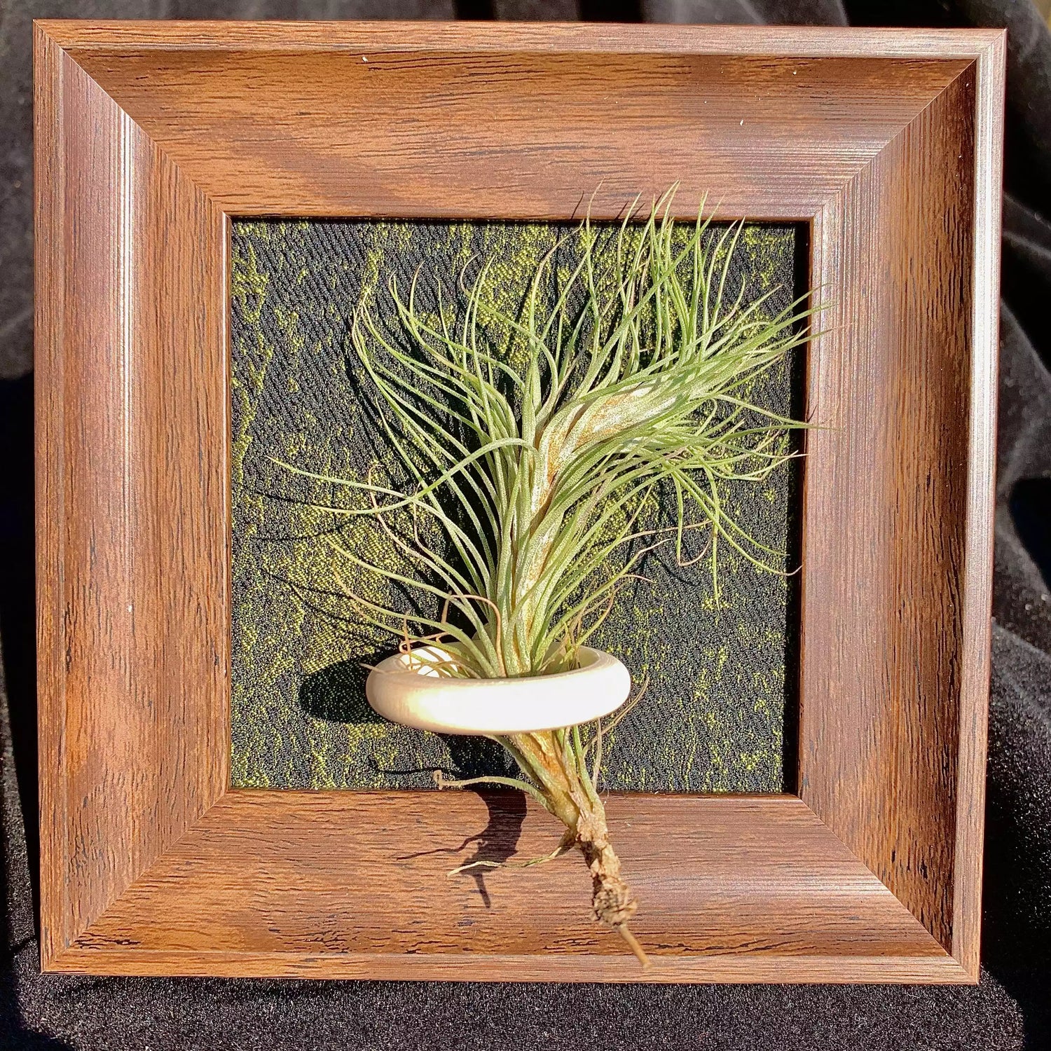 TILLANDSIA FUNCKIANA( 4 inches)