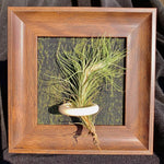 TILLANDSIA FUNCKIANA( 4 inches)