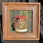 TILLANDSIA IONANTHA V.STRICTA( 4 inches)