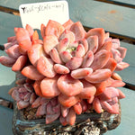 9b3cf729-d3e4-4d5c-826d-0e39fadd95c6